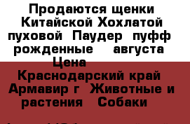 Продаются щенки Китайской Хохлатой пуховой (Паудер -пуфф), рожденные 23 августа, › Цена ­ 4 000 - Краснодарский край, Армавир г. Животные и растения » Собаки   